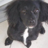 Lady when taken from the shelter