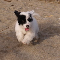 Mabel running