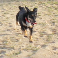 Mogs running on beach