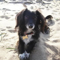 Molly Dog with sand on nose