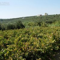 tsivaras_04